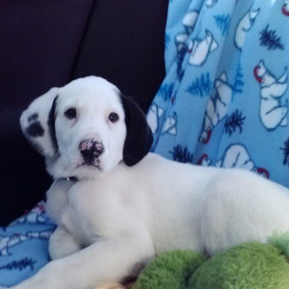 Meet your Posher, Cassie - Picture 2 of 4